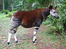 狓[哺乳綱動物]