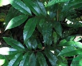 囊瓣木屬 囊瓣木屬