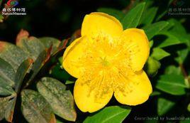 纖枝金絲桃 纖枝金絲桃