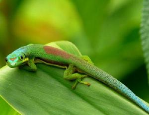 馬達加斯加日間壁虎