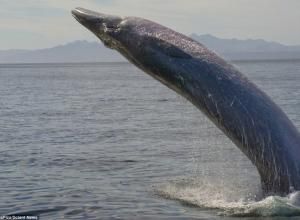 布氏鼬鯰 布氏鼬鯰