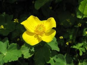 覆裂雲南金蓮花 覆裂雲南金蓮花