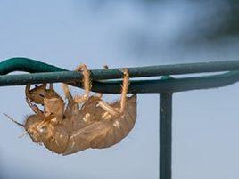 昆蟲外骨骼 昆蟲外骨骼