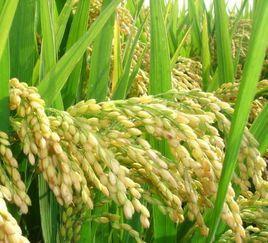 柳沙油占20 柳沙油占20