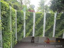 綠色植物牆