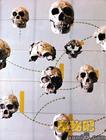 非洲猿人頭骨
