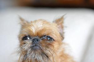 BRUSSELS GRIFFON