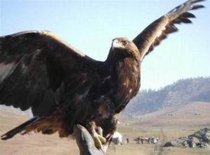 老鷹效應 老鷹效應