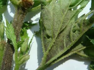 啤酒花霜霉病 啤酒花霜霉病