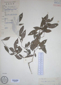 寬昭巴豆 寬昭巴豆