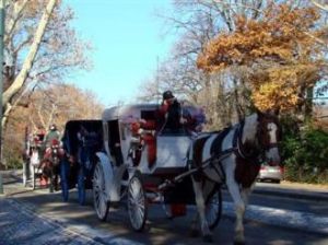 紐約馬車游 紐約馬車游