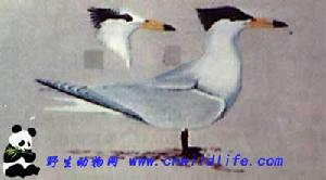 黑嘴端風頭燕鷗