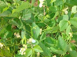 （圖）經濟作物：白雲豆