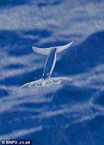 飛翔中的太平洋褶魷魚