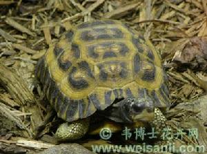 扁尾陸龜 扁尾陸龜