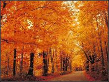 楓樹[無患子目槭樹科植物]