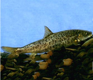 厚唇裂腹魚 厚唇裂腹魚