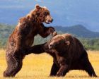 美國兩頭棕熊打鬥15分鐘 場面罕見驚險壯觀