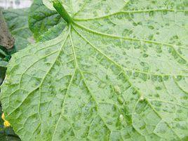 黃瓜靶斑病 黃瓜靶斑病