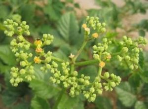 勐臘烏蘞莓 勐臘烏蘞莓