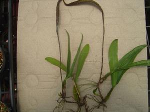 中眼鏡蛇石豆蘭的植株