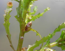 粗齒大茨藻 粗齒大茨藻