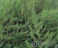 土荊芥[中央種子目藜科植物]