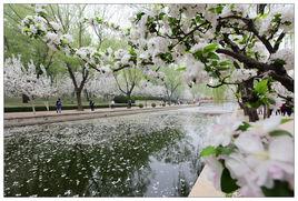 海棠花溪 海棠花溪