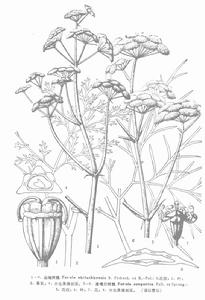 準噶爾阿魏 準噶爾阿魏