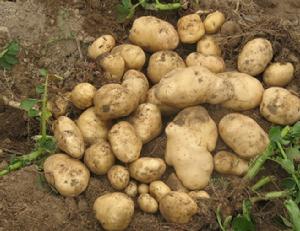 涼山馬鈴薯 涼山馬鈴薯