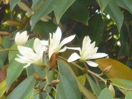 多花含笑 多花含笑