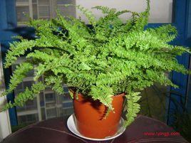 波士頓蕨 波士頓蕨