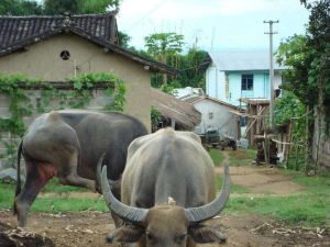 費順哈自然村 費順哈自然村