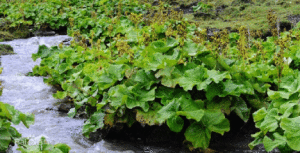 淺齒橐吾 淺齒橐吾