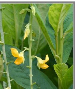 豬屎豆族 豬屎豆族