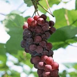 勐海葡萄