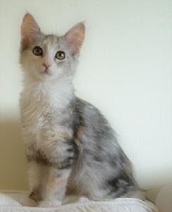 土耳其安哥拉貓