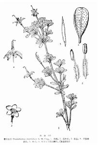 麻栗坡杜鵑 麻栗坡杜鵑