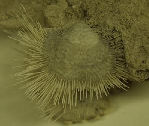 （圖）系統分類學