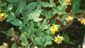 褐毛豬屎豆 褐毛豬屎豆