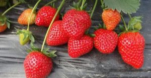 趙屯瑋瑋草莓農家