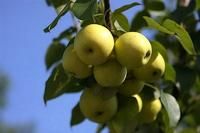 門頭溝京白梨 門頭溝京白梨