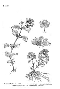 疏節過路黃(原變種) 疏節過路黃(原變種)