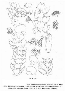 中華細鱗苔 中華細鱗苔