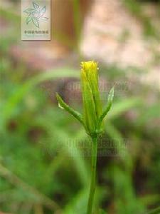 細葉刺針草[細葉刺針草]