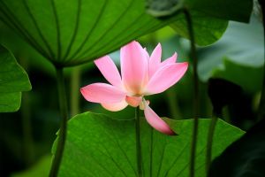 大白矛香 大白矛香