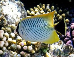 三紋蝴蝶魚 三紋蝴蝶魚