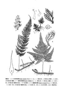 鱗葉陰石蕨 鱗葉陰石蕨