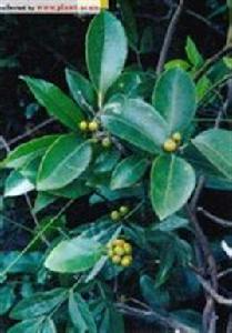 過山楓[過山楓]