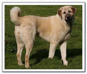 阿那托爾牧羊犬